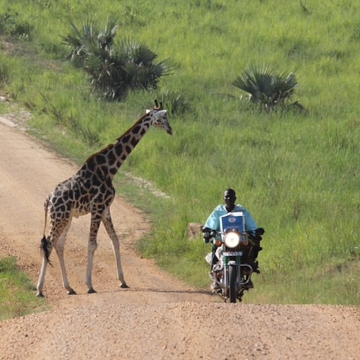 A man rides his motorbike on a dirt road while a giraffe crosses that road behind him.